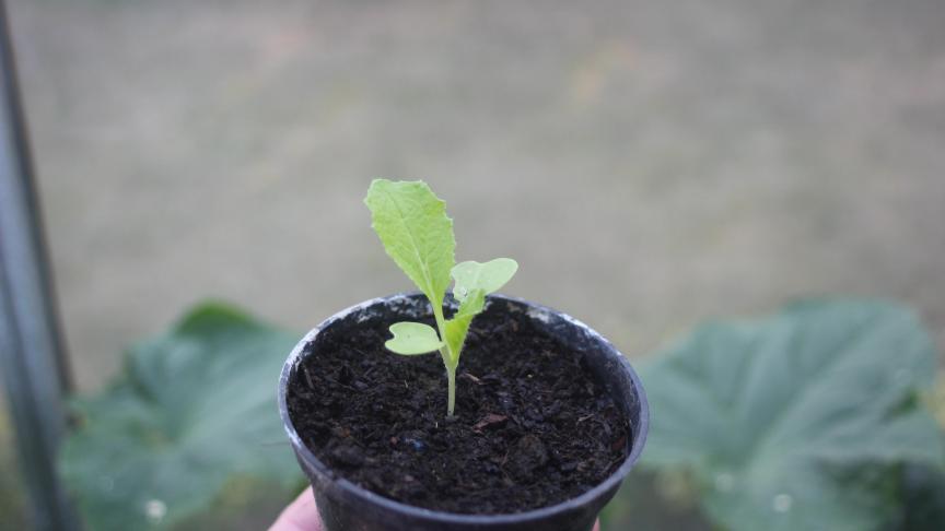 La levée se fait en moins d'une semaine. Le plant à 4 à 5 feuille à l'âge de 1 mois. C'est le bon stade pour le planter en pleine terre.