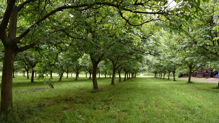 Outre la diversification qu’ils peuvent apporter, les noyers ( comme les noisetiers ou les châtaigniers) peuvent apporter des fonctions écologiques telles que l’accueil de la biodiversité ou la protection des sols.