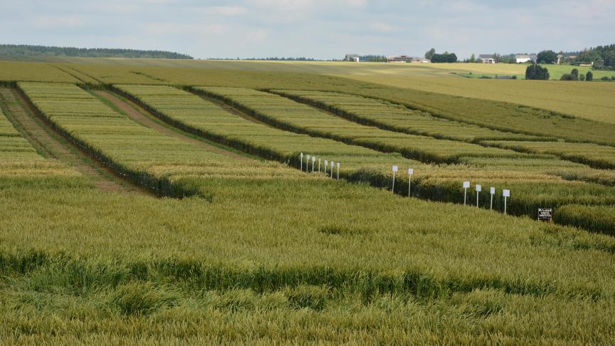 Les essais Rigaux regroupent des espèces prêtes à être commercialisées mais aussi d'autres en screening. Celles-ci seront multipliées et proposées à la vente uniquement si elles respectent un certain nombre de critères agronomiques.