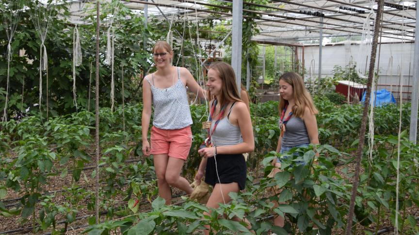 Les légumes produits par Aline et Thomas sont vendus à la ferme, sur plusieurs marchés et via la Cocoricoop, coopérative de circuit court.
