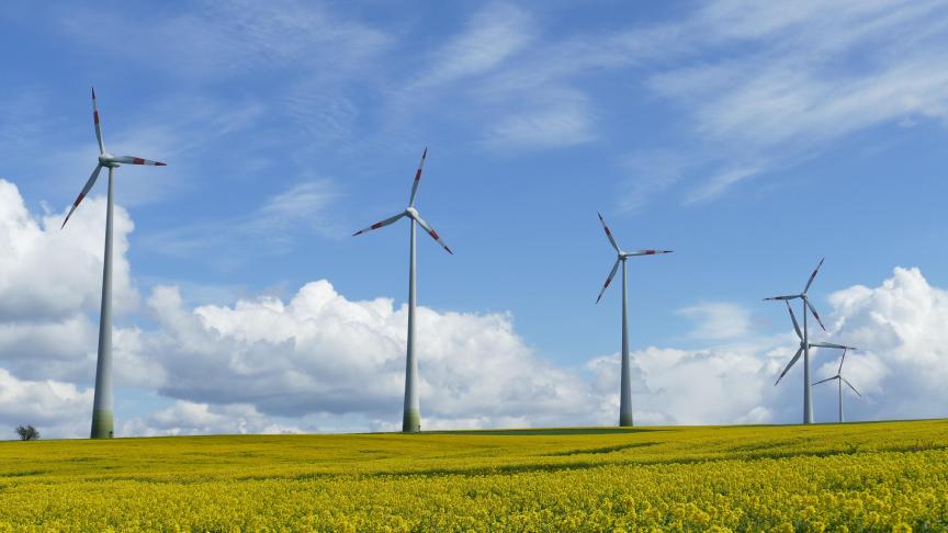 Le colza, victime des ravageurs.