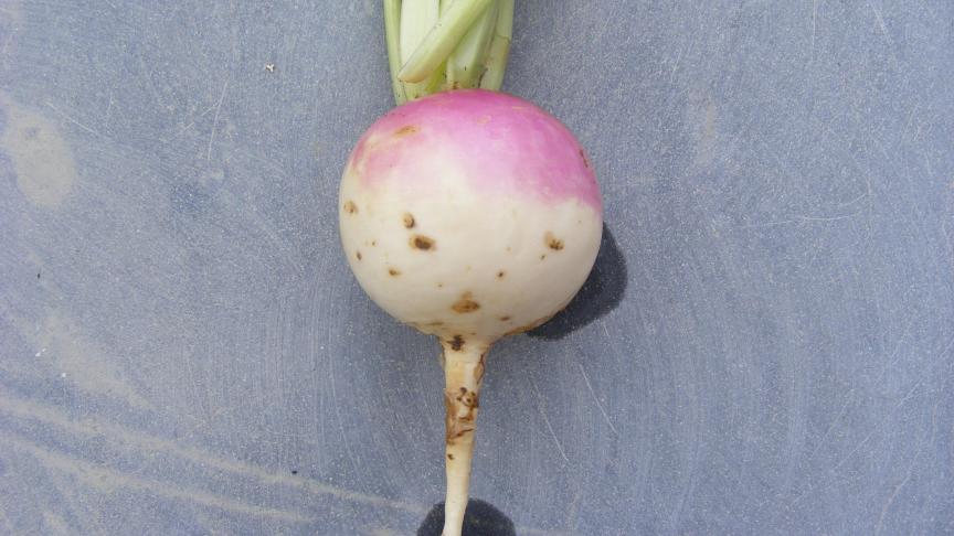 La diversité variétale du navet apporte un élan renouvelé à cette culture relativement simple en apparence. Ce légume prend un intérêt notamment en vente directe dans les fermes maraîchères diversifiées.