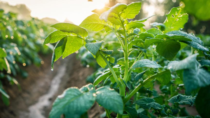 Les produits concernés sont exceptionnellement autorisés dans les cultures retirées jusqu’au 31 décembre 2021 selon l’autorisation antérieure.