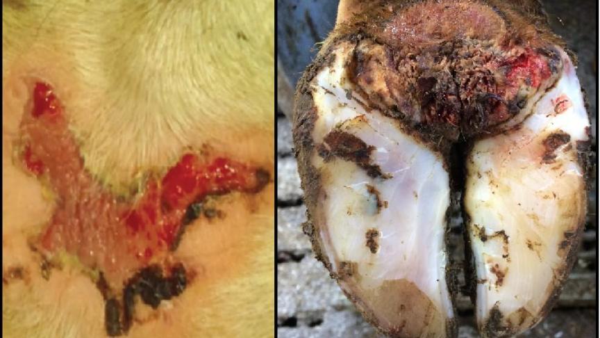 Une comparaison macroscopique de la dermatite mammaire ulcérative et de la maladie de Mortellaro. Les deux affections se caractérisent par des lésions ouvertes exsudatives et douloureuses.