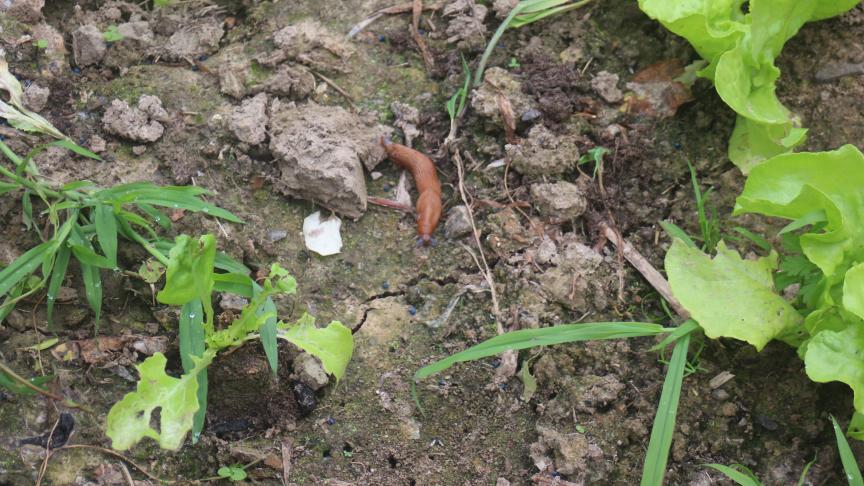Après plusieurs semaines de pluies abandantes, le sol s'est refermé. Les racines des plantes sont asphyxiées. Des adventices se sont développées. Les limaces et escargots s'en sortent plutôt bien, eux. Dans le cas présent, il sera difficile de décompacter sans soulever les petits plants de laitues. Nous nous contenterons de binages et de scarifiations de surface.