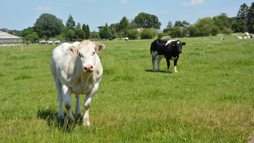 La Fao observe un raffermissement des prix de la viande bovine, en raison  des importations chinoises élevées ainsi que de la baisse de l’offre  dans les principales régions productrices.