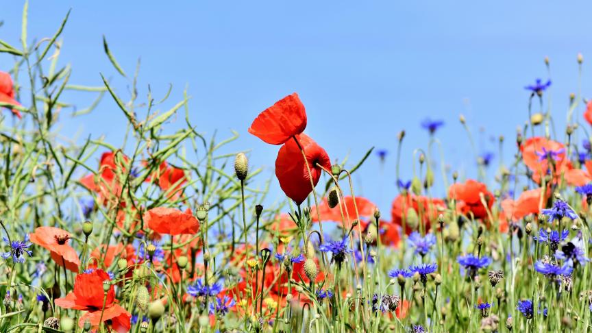 La Commission formulera d’ici fin décembre une proposition  d’objectifs juridiquement contraignants en matière de restauration  de la nature.