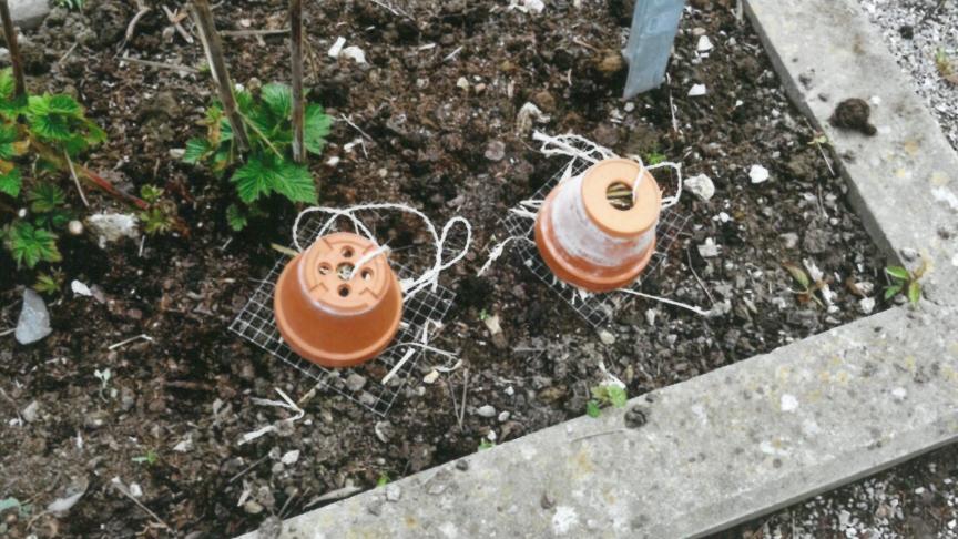 Divers dispositifs permettent d’attirer les auxiliaires au verger. Ces pots, par exemple, accueillent des forficules.