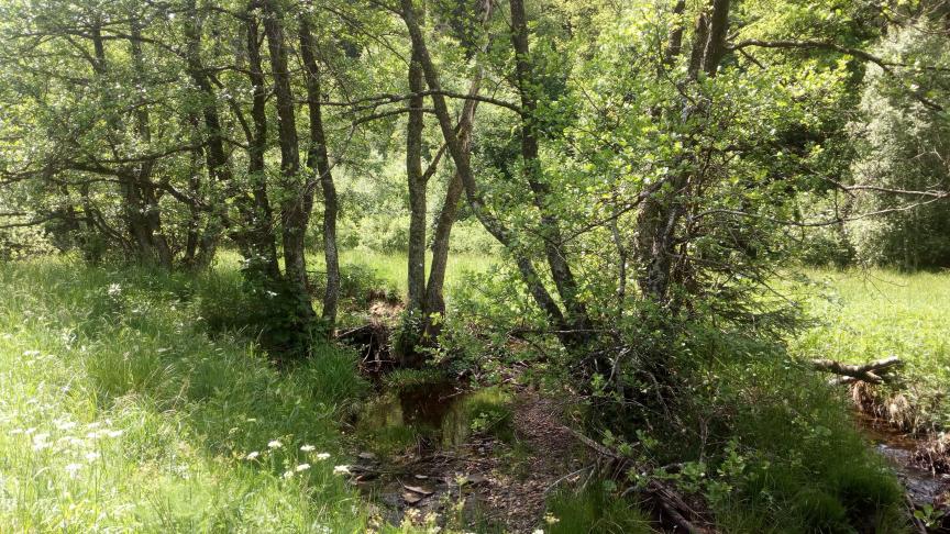 Cordon rivulaire en bordure de prairie.