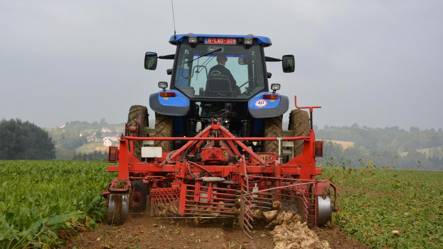 Repli de la superficie, rendement en baisse... La production de betteraves sucrières  a reculé de près 288.000 t en 2020.