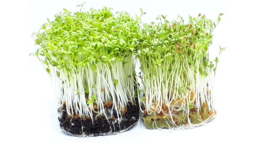 Micro-pousses sur terreau (à gauche) et substrat inerte (à droite).