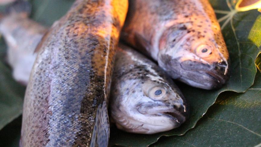 fish-3854049_1920