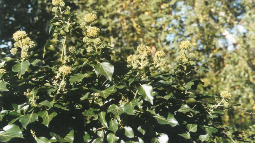 Dans une haie ou un massif, le lierre a un rôle particulièrement important comme abri et, grâce à sa floraison automnale, il offre une nourriture alternative aux insectes butineurs.