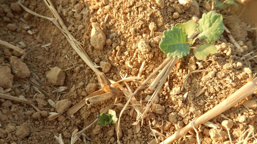 Levée du colza en deux temps, dans un sol toujours très sec depuis le semis.