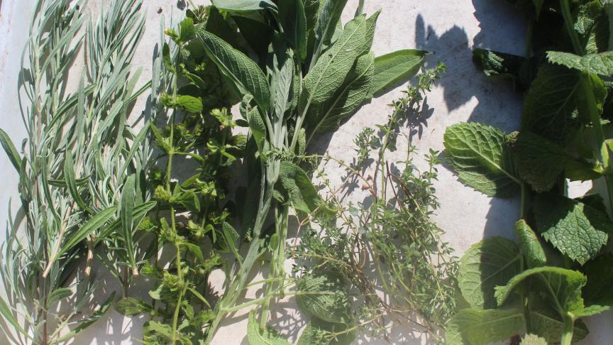 Sur la plante, nous choisissons les tiges produites cette année.