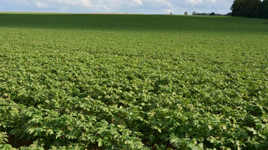 La sénescence peu avancée du feuillage laisse penser  qu’un potentiel de rendement est bien présent.