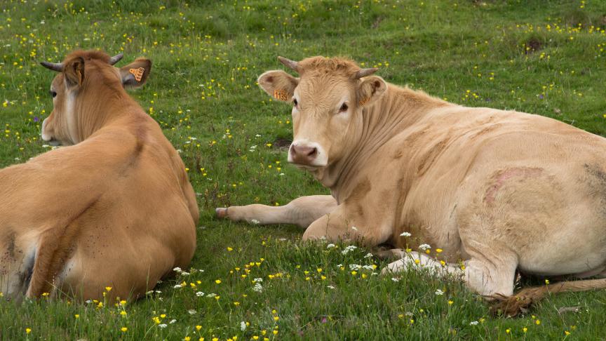 Selon le Copa, ce serait le secteur de l’élevage qui ferait les frais des stratégies vertes de la commission.