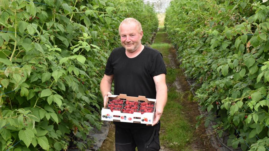 Rémi Hogge, le «Maître des framboises»  à Rosmel.