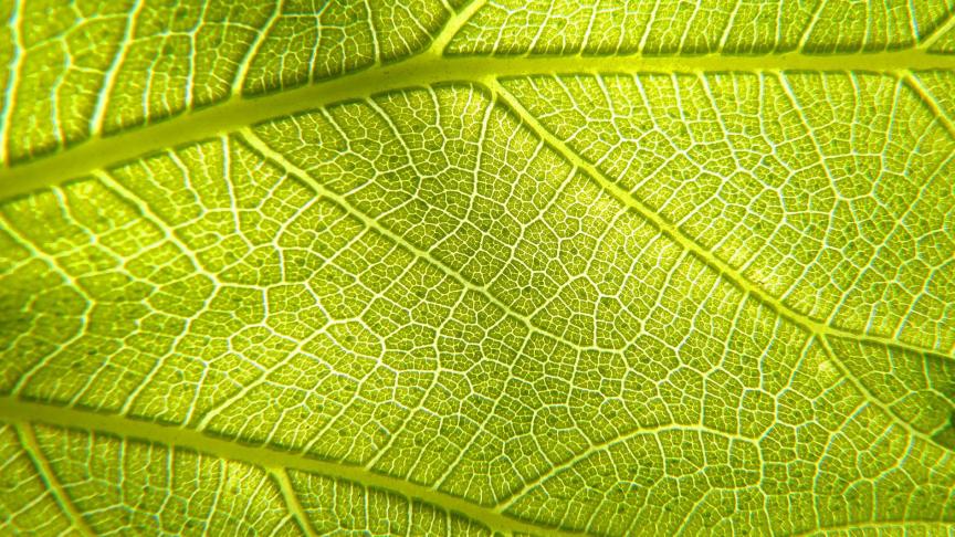 leaf-3333950_1920
