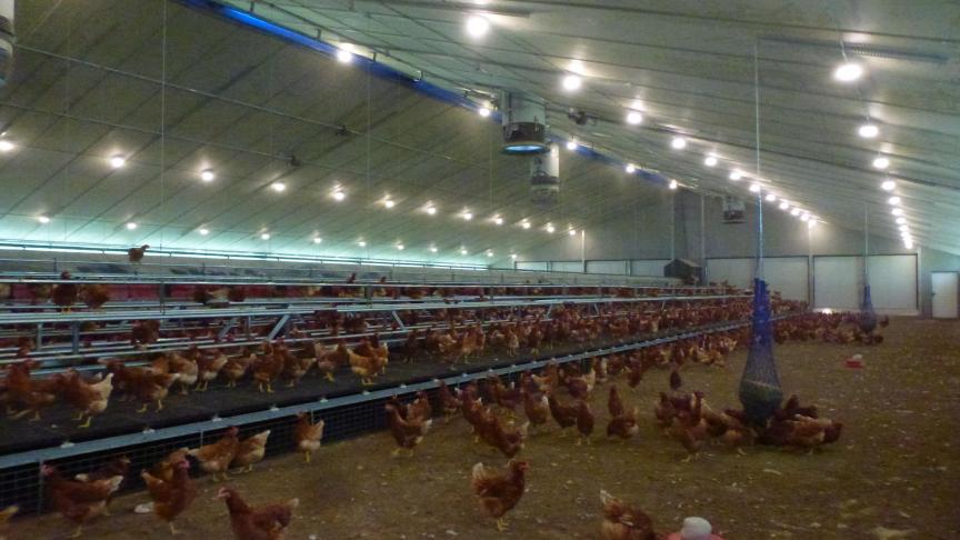 Des blocs de picage contenant des minéraux et vitamines et des sacs de luzerne sont répartis dans le poulailler pour occuper les poules.