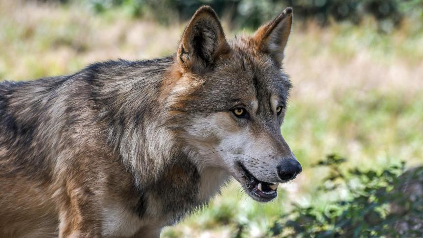 wolf-2952937_1920