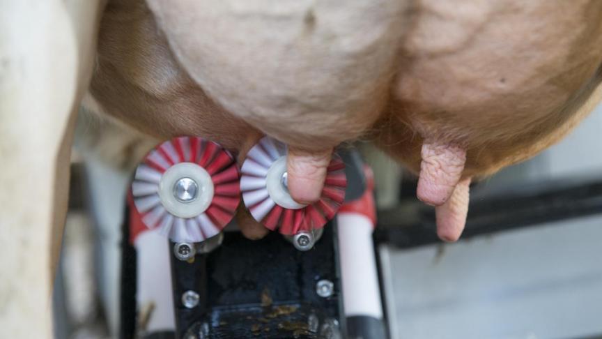 Les brosses Lely nettoient et stimulent les trayons avant la traite  avec un nombre et un temps de brossage prédéfinis.