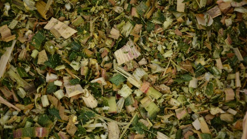 À l’approche des récoltes, il convient de garder en tête que le stade de maturité optimal  qui de disposer d’un ensilage de qualité se situe entre 32 et 35 % MS.
