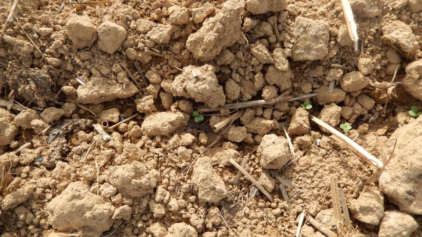 Cette année, les limaces représentent un danger majeur... La culture devra donc être bien protégée.