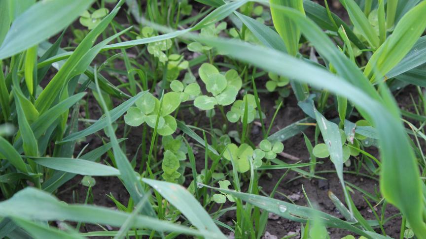 Semis de prairie sous avoine.