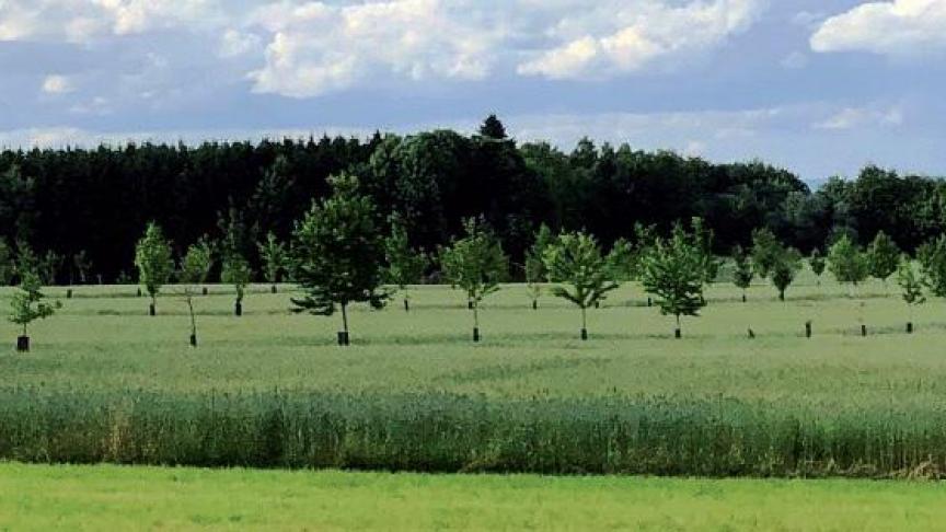 L’ouvrage fournit des instructions claires et précises en vue de choisir les techniques optimales et les fournitures idéales pour garantir la réussite de chantiers agroforestiers, depuis la préparation d’un projet de plantation jusqu’à la récolte.
