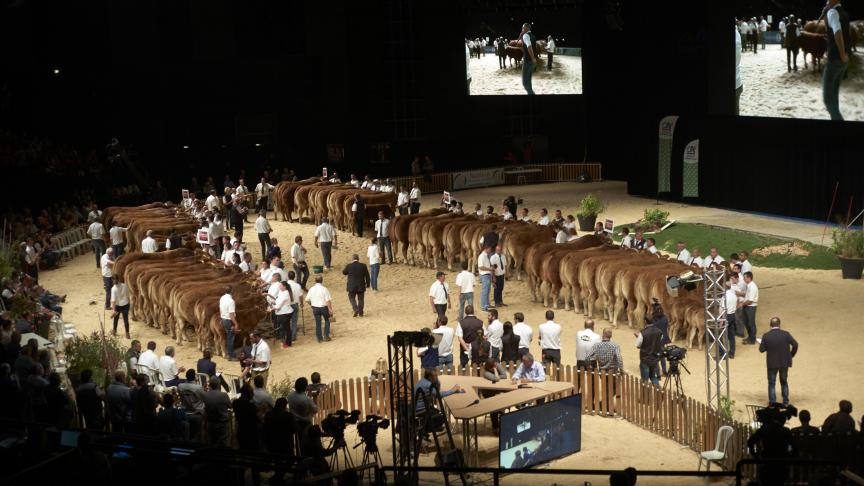 750 bovins viande en concours et présentation dans la salle du Zénith. L'élite de la génétique viande française !