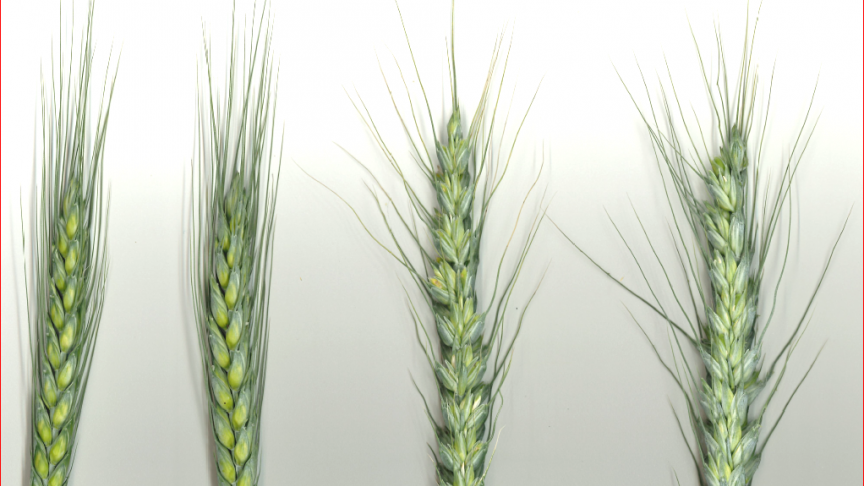 Les épis cariés (à droite) ont un aspect ébouriffé et une coloration bleutée.