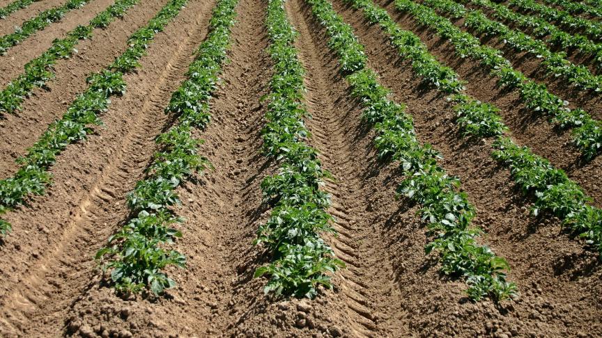 Doubler les rendements et intégrer la pomme de terre dans le régime alimentaire chinois comme une denrée de base sont les deux principaux objectifs de la politique dédiée  à la pomme de terre lancée en 2015.