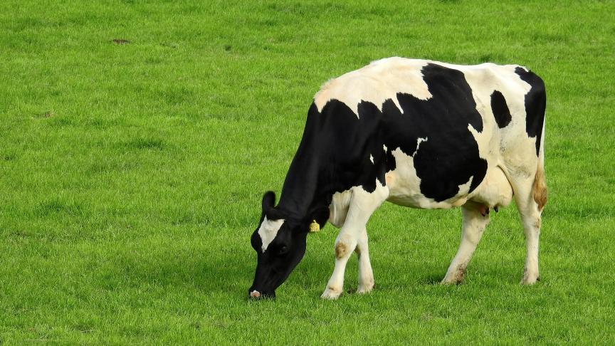 Les prairies, de véritable puits à carbone.