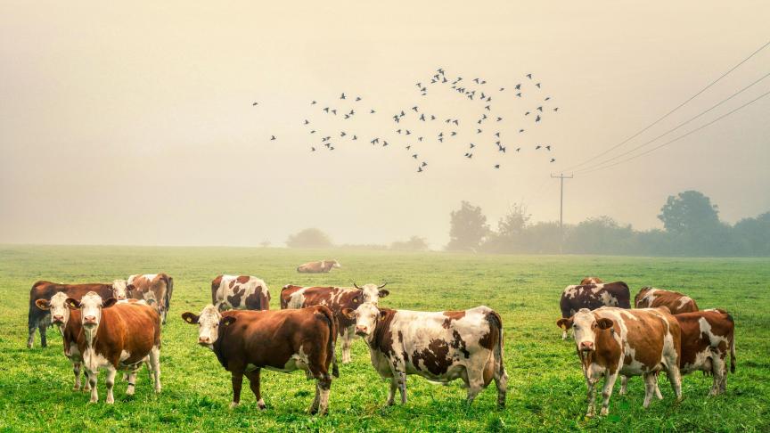 Le parlement note que les émissions de gaz à effet de serre de l’agriculture européenne ont connu une légère augmentation au cours des cinq dernières années en raison de l’agrandissement de la taille des troupeaux.