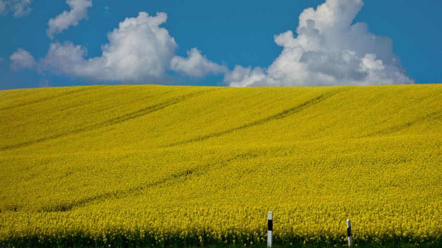 Les cours internationaux de l’huile de colza suivent une dynamique favorable.