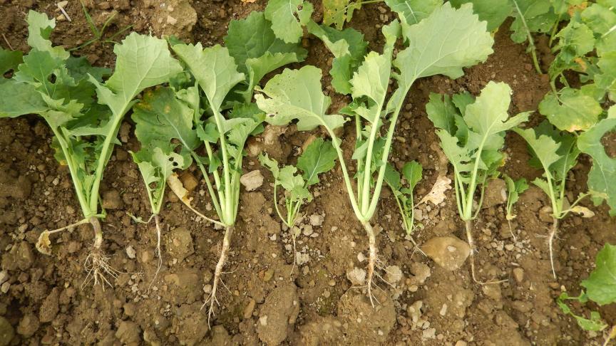 La croissance est dynamique pour les colzas qui ont 6 feuilles jusqu’à 8 feuilles, avec un pivot racinaire bien développé. Les plus petits colzas restent freinés dans leur développement.