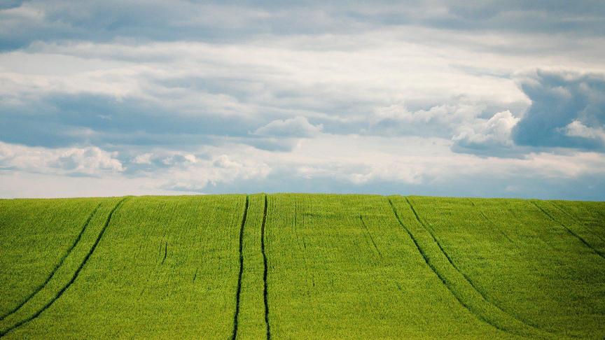 La production européenne d’orge pour 2021/2022 a été révisée à la baisse. Une tendance  qui s’explique avant tout par une baisse des superficies dans la plupart des États membres.