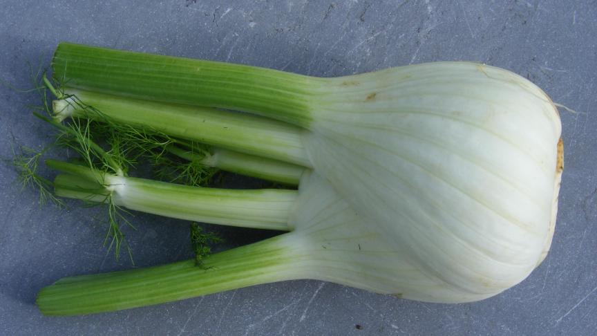 Depuis les années 50, le fenouil est une diversification à nos légumes traditionnels. Il garde des exigences climatiques de ses origines méditerranéennes.