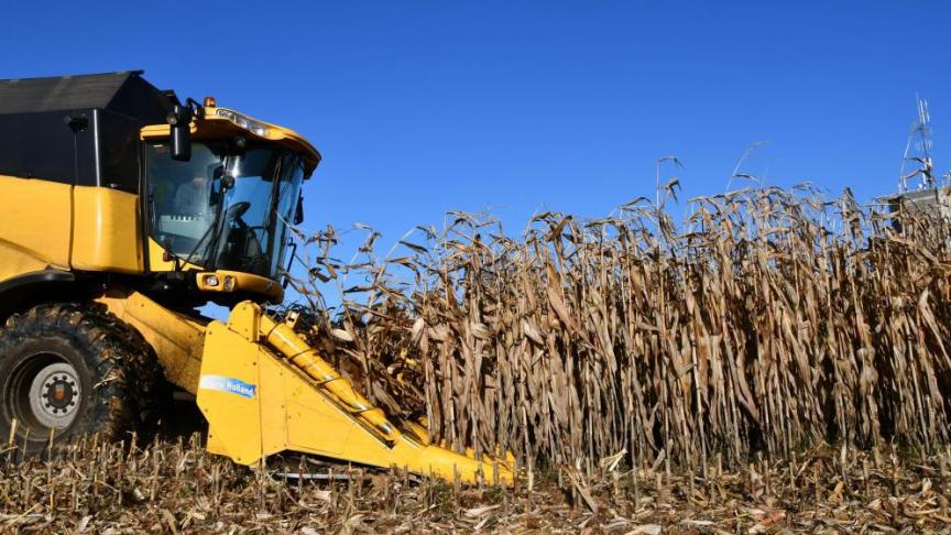 Grâce aux quelques belles journées ensoleillées, les teneurs en humidité des grains ont encore bien diminué.