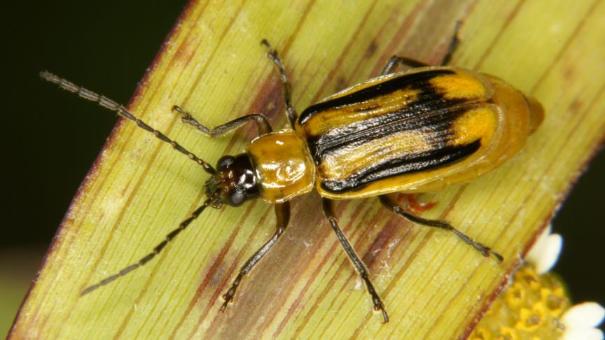 Individu adulte de chrysomèle des racines du maïs (Diabrotica virgifera).