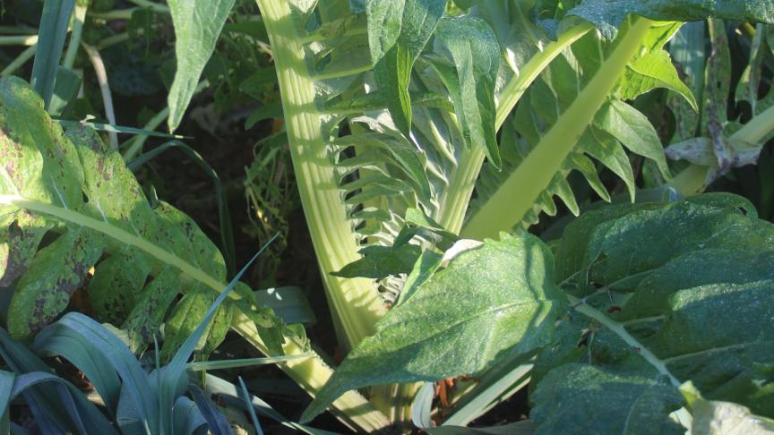 Le cardon est une plante de plus de 1 m de haut et s'étendant sur près de 1 m².