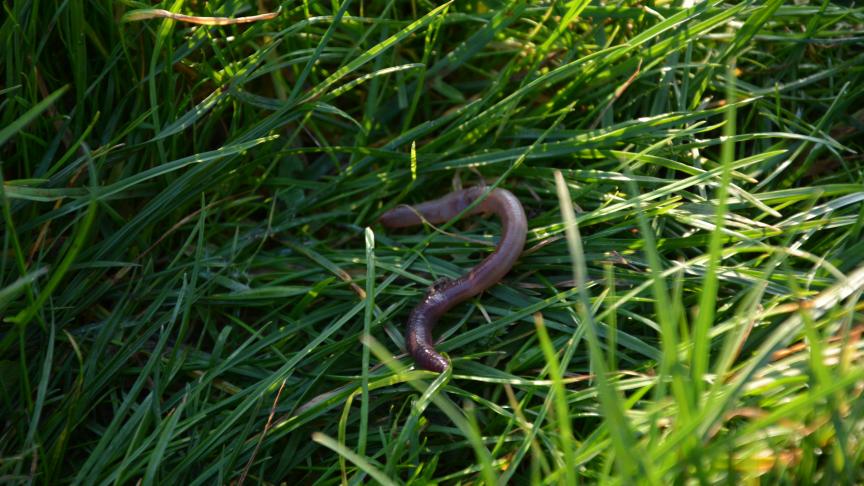 Figure emblématique de nos sols, le ver de terre n’est pas le seul à y résider. A ses côtés, cohabitent d’innombrables insectes, acariens, bactéries, champignons...