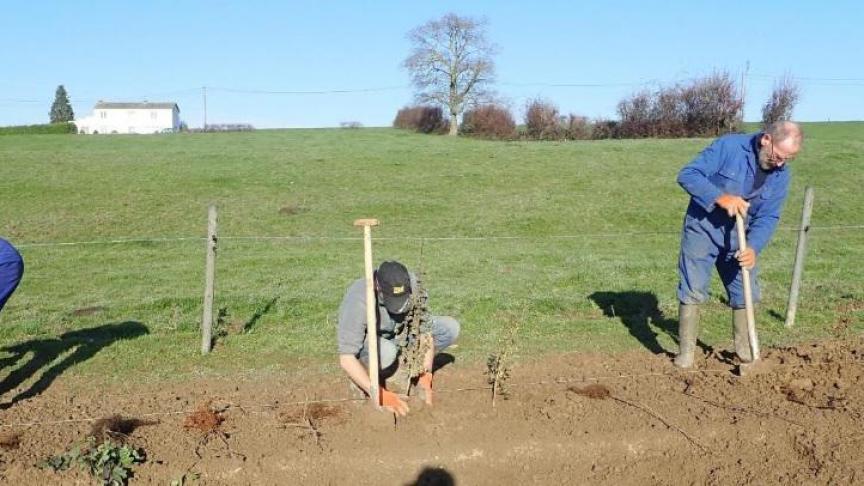 Les plants sont posés sur la ligne de plantation juste avant d’être plantés, les autres restent dans la benne sous une bâche en attendant, cela évite leur dessèchement.