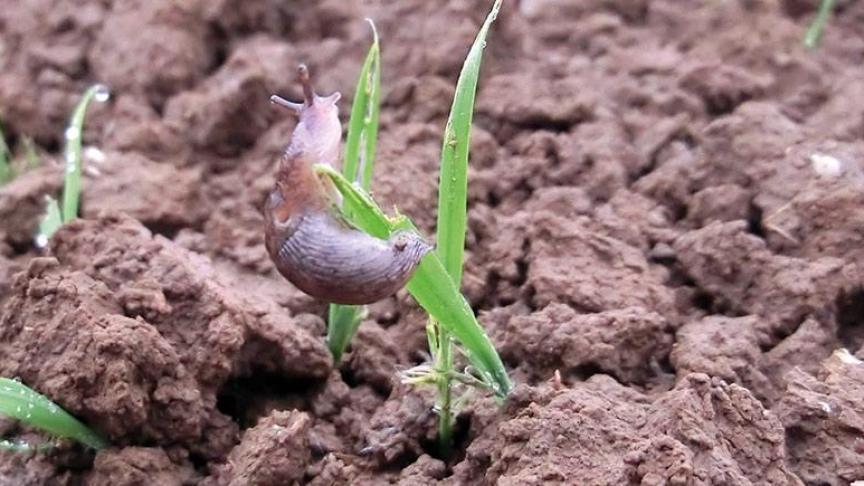 Une culture qui progresse est chaque jour moins vulnérable aux limaces, même si celles-ci sont nombreuses.