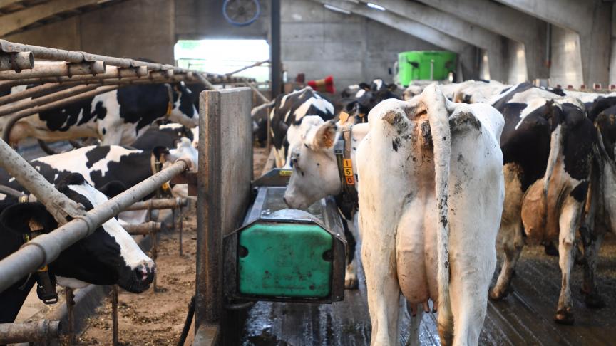 Les besoins en eau d'une vache à haut rendement peuvent atteindre 100 à 150 l par jour voire plus.