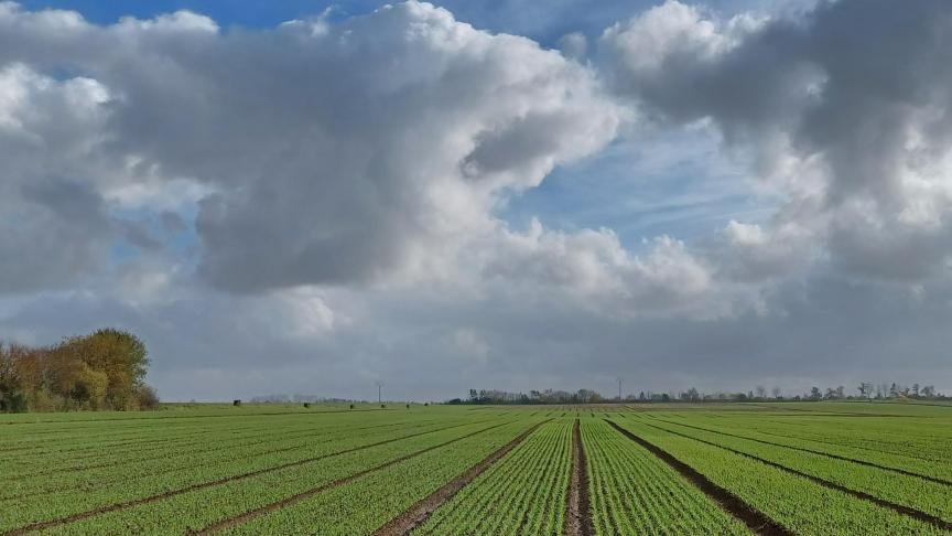 Avec des températures inférieures à 3°C, les pucerons sont moins actifs mais ils peuvent survivre.