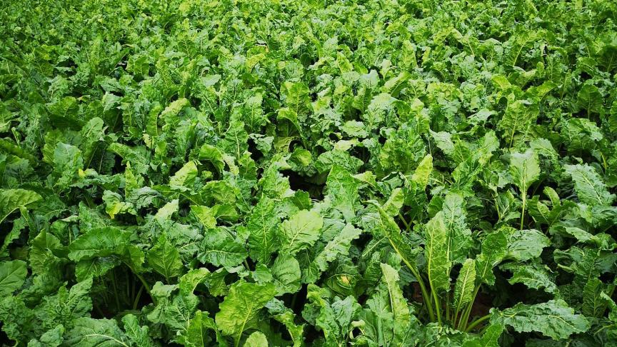 L’Efsa travaille au développement d’un outil spécifique pour évaluer l’utilisation d’urgence des pesticides, en tenant compte de l’expérience acquise en 2020 et 2021.