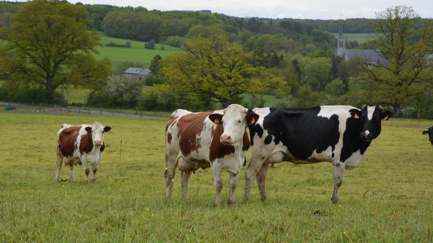 La bronchite vermineuse crée d’importants dégâts dans les poumons et obstruent les voies respiratoires,  entraînant une détresse respiratoire et parfois la mort de l’animal.