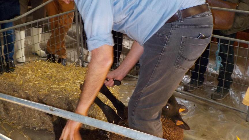 Bert Driessen qui explique comment parer les onglons.